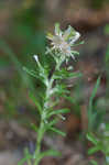 Annual trampweed